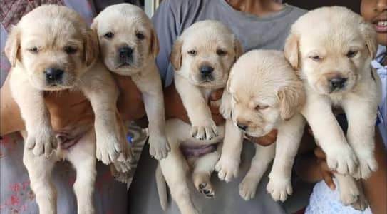 Labrador Puppies are available For Sale Only for Dog lover familys