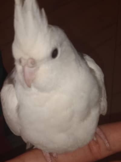 I'm sale My cocktail parrot