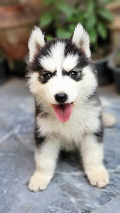 huskies puppies