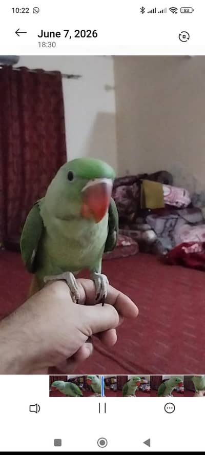 Ra chick