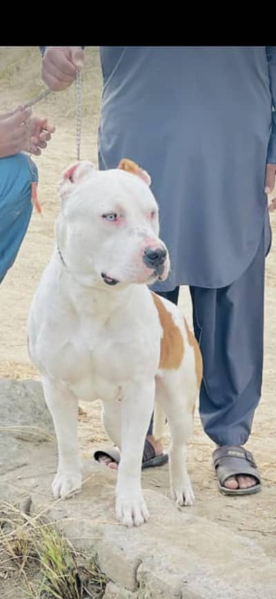 pitbul stud male