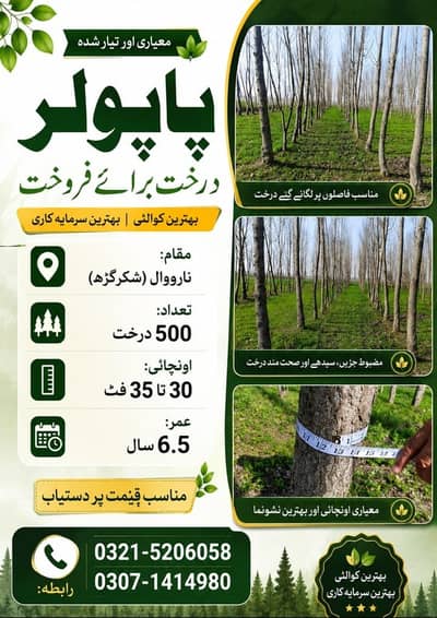 Popular Trees for Sale