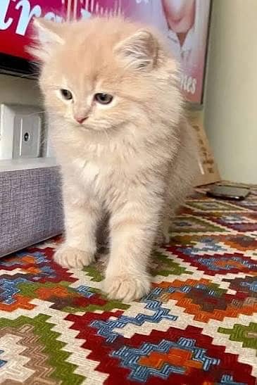 Little Persian Cat