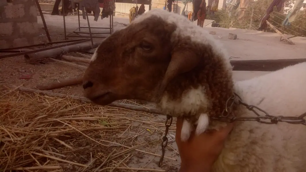 healthy Mundra dumba — photo 5