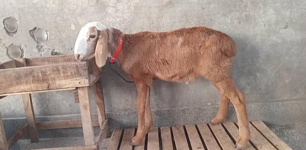 1 quality male kid for sale in rwp,mohallahrajasultan