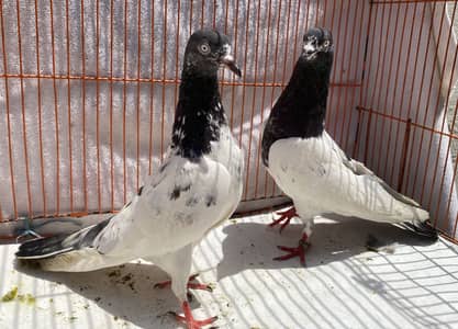 Tedy bredr pair for sale
