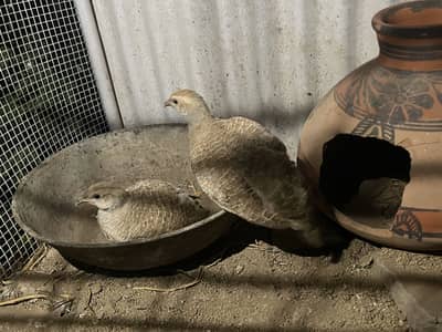 boski teetar breeder for sale