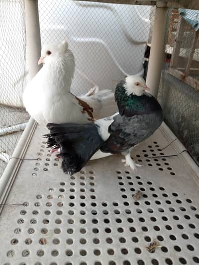 laka kabooter fancy pigeon