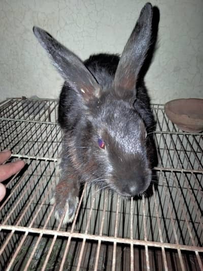 newziland black male bunny for sale