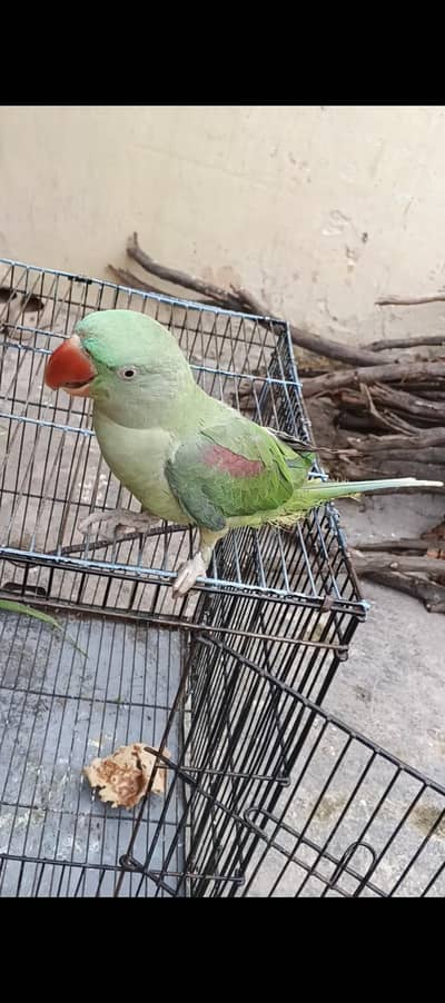 Arjant for sale