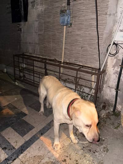 Labrador Male