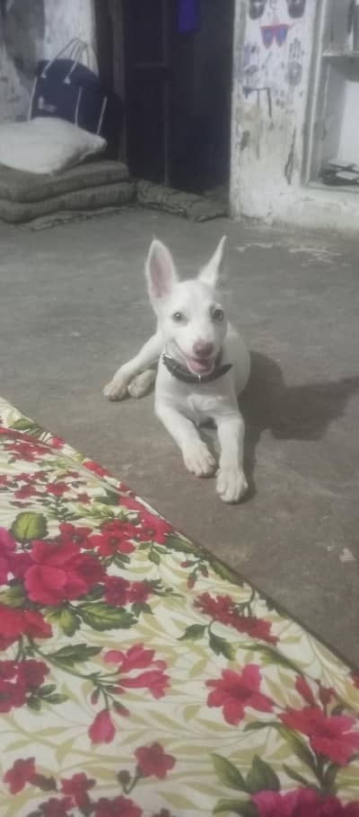 sowis shefard dog