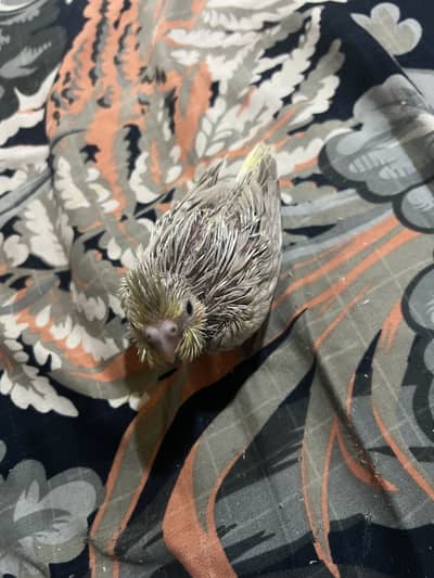 Fawn cocktail chick for sale