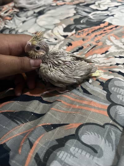 Fawn cocktail chick for sale