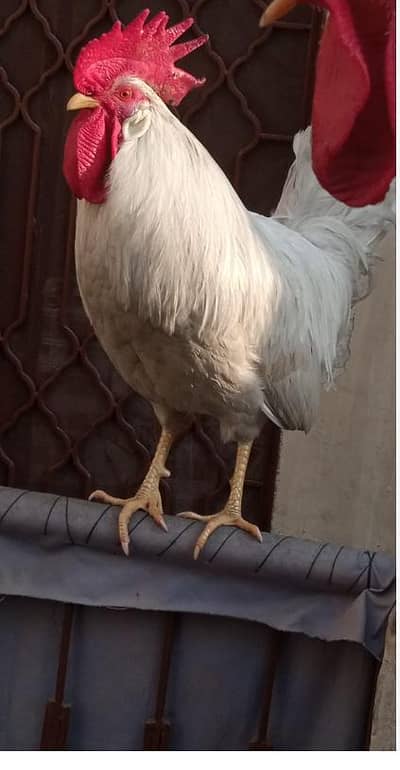 white misri
