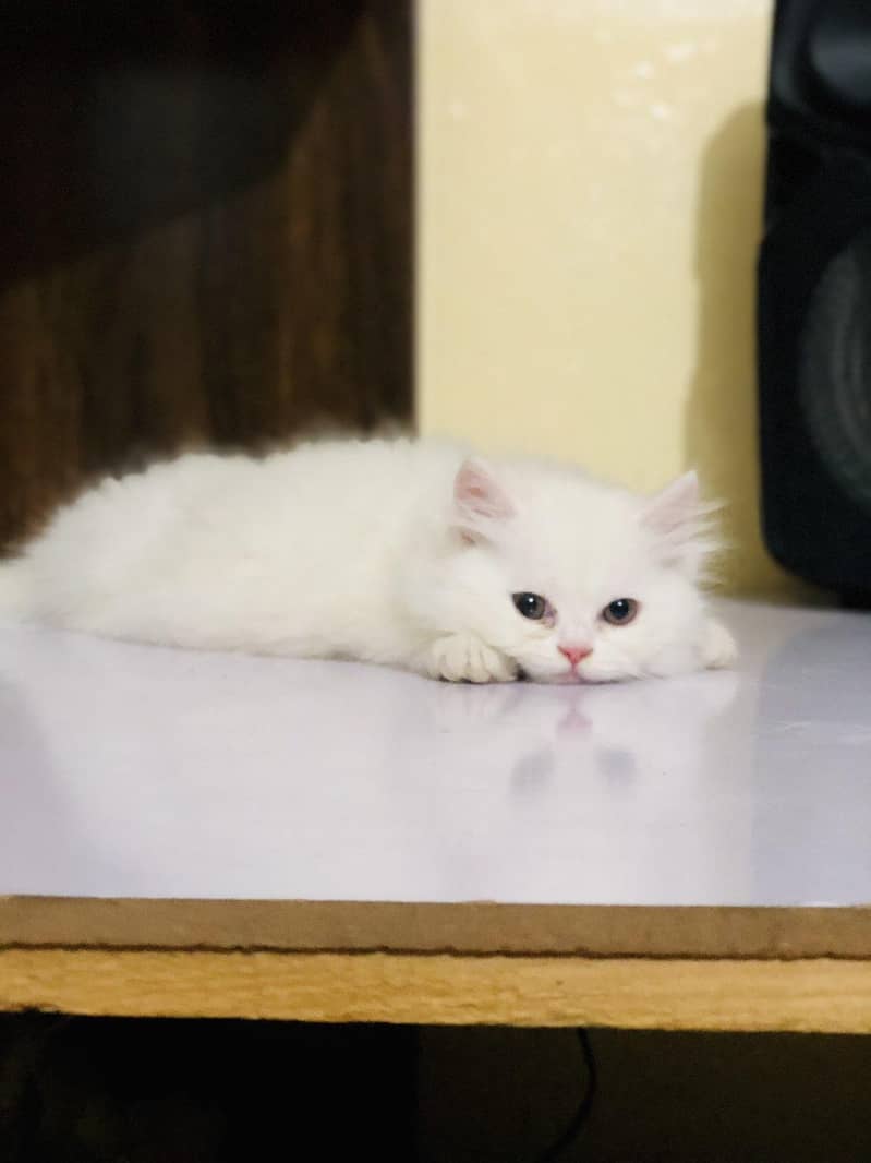 Pershing kitten 0
