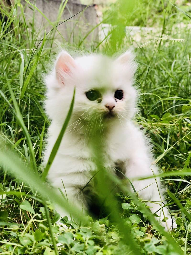 Pershing kitten 1