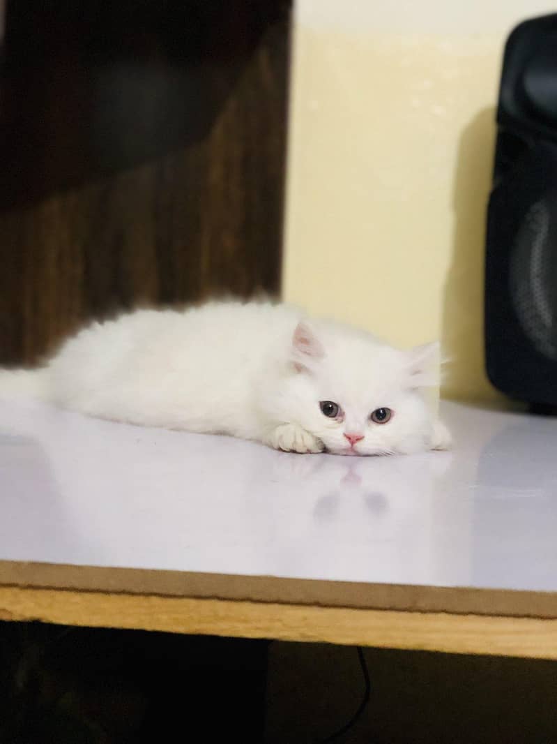 Pershing kitten 2