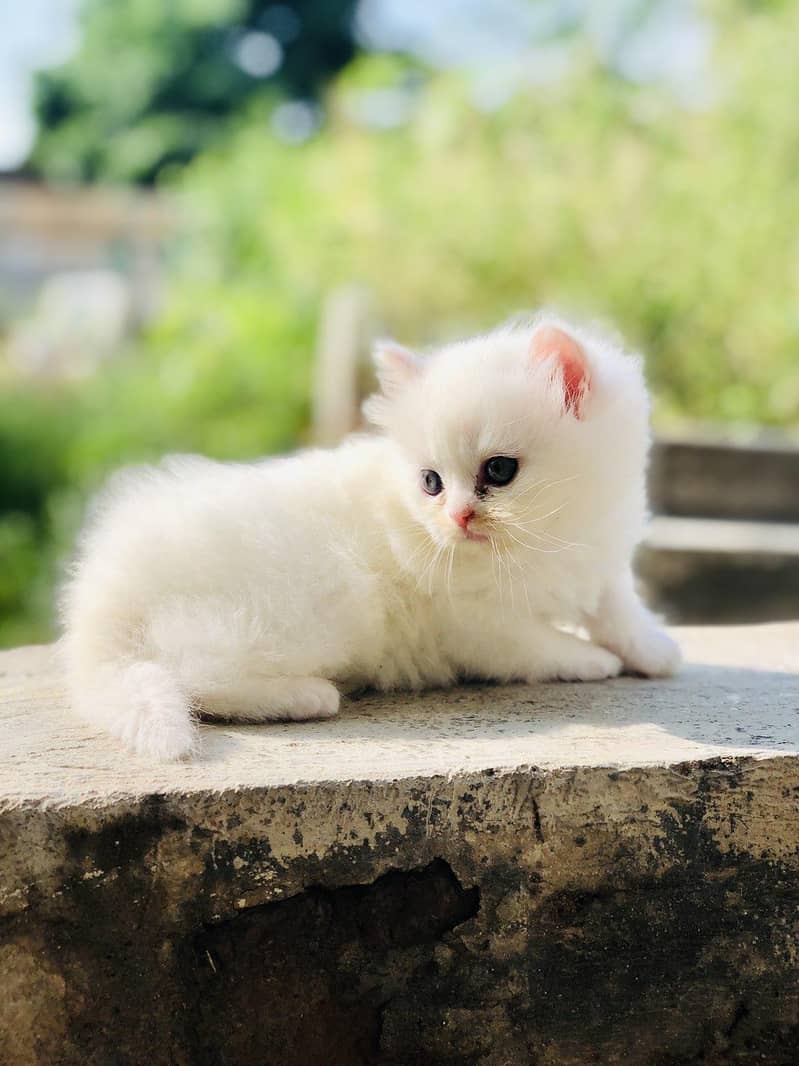 Pershing kitten 5
