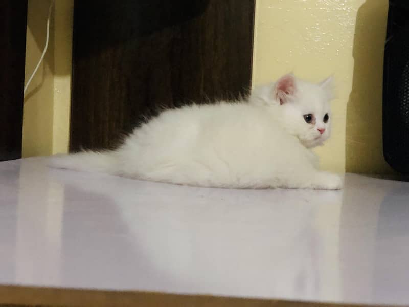 Pershing kitten 6