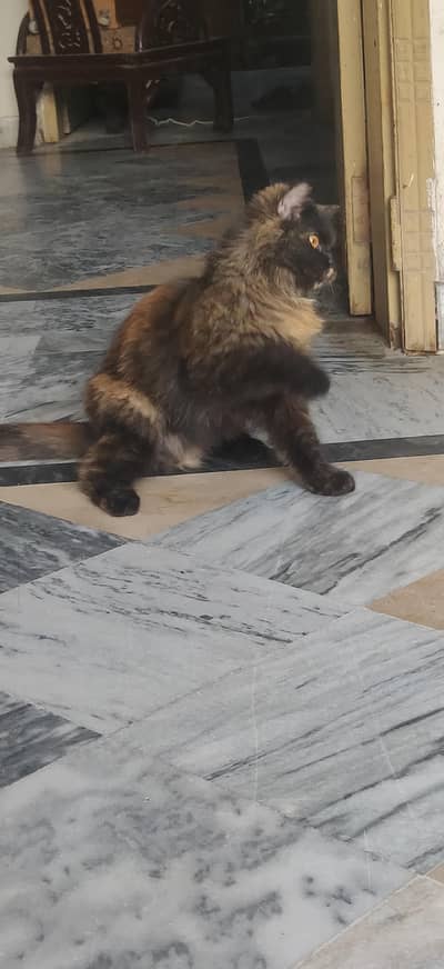 PERSIAN CAT Adult