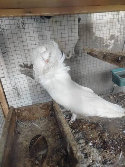 Jacobin male for sale 0322-4316167