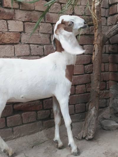 healthy bakra and bkri for sale