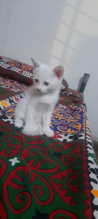 Persian kitten for Adoption