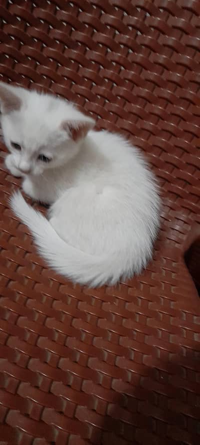 Persian white kitten for sale