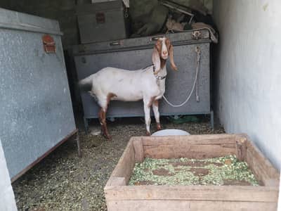 sindhi bakri