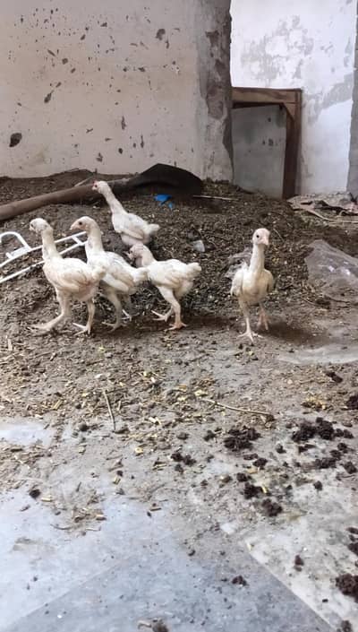 Ko Shamo/Smallest aseel/quality birds/heera