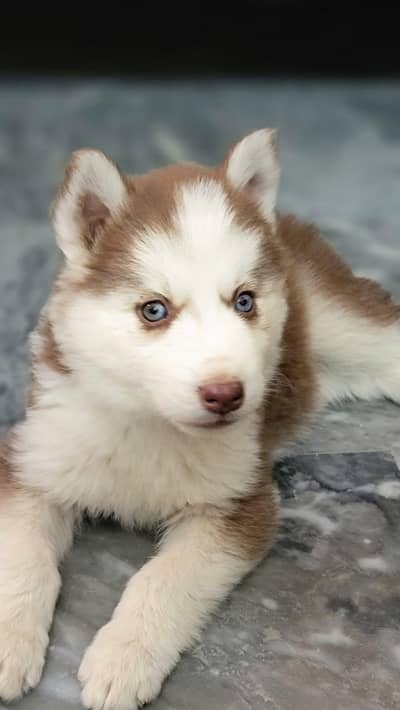 husky puppies