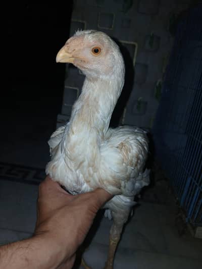 Heera Aseel Parrot beak Female