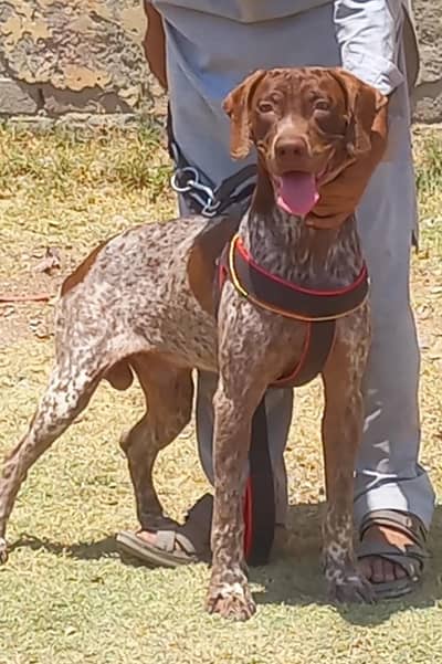 pure garman pointer male full train jall and fair healthy and active
