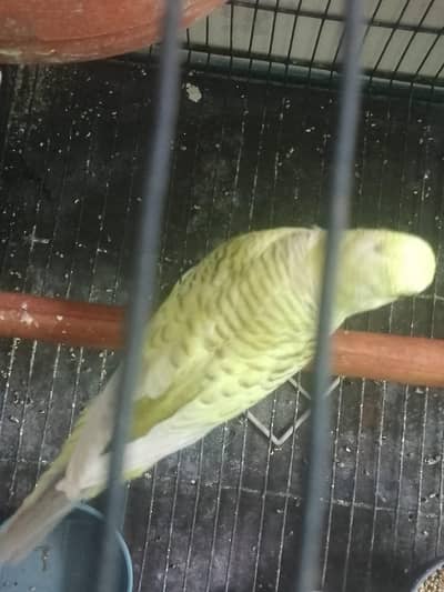 Fellow Parrot  pair for sale. Healthy