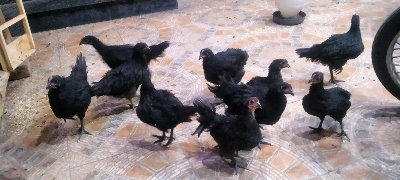 Australorp Heritage — photo 2