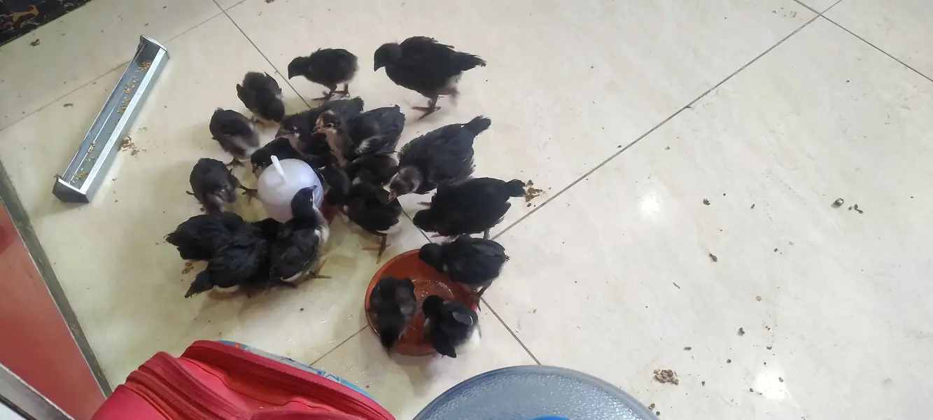Australorp Heritage — photo 3