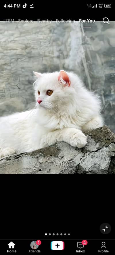 My cat is meated with picki male She give babies on 7 July