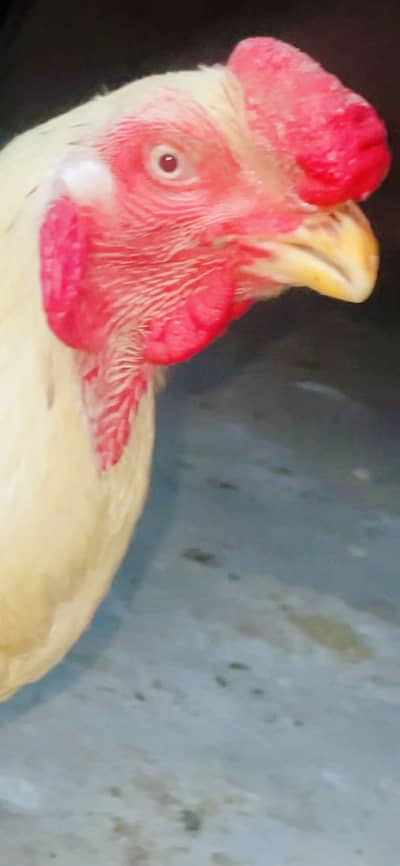 parrot beak face Qandhari / Kandhari Heera paper white afghani breed