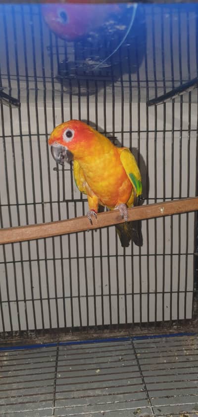 sunconyre female  with dna card 0321/44/35/484