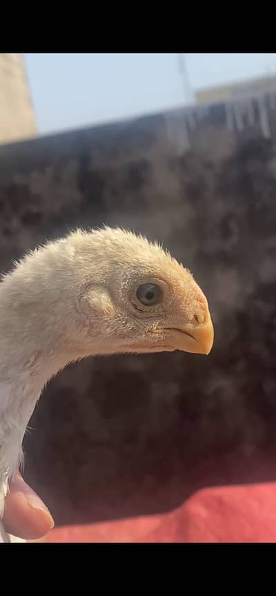 Parrot beak long tail chicks