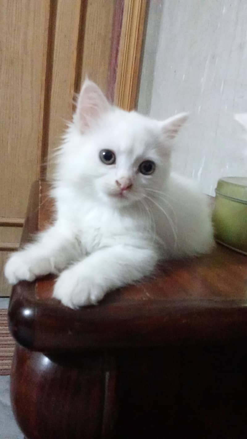 kitten 1