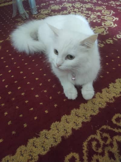 Beautiful White Persian Cat (10 Months Old) For Sale