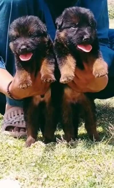 German Shepherd double coat pair 2 month for sale