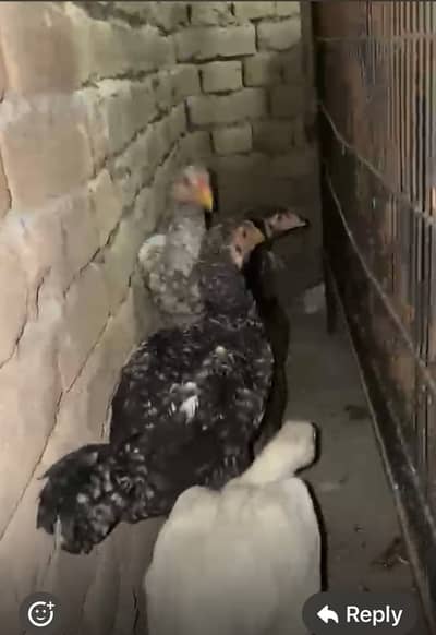 Pure Aseel chiks