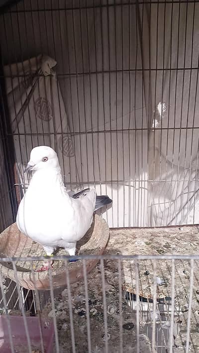 Pigeon Kalduma male