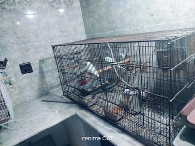 bird cage in good condition