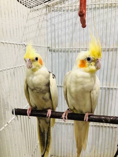 Cocktails pair