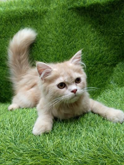 Adorable Fluffy Cream Kitten Looking for a Loving Home