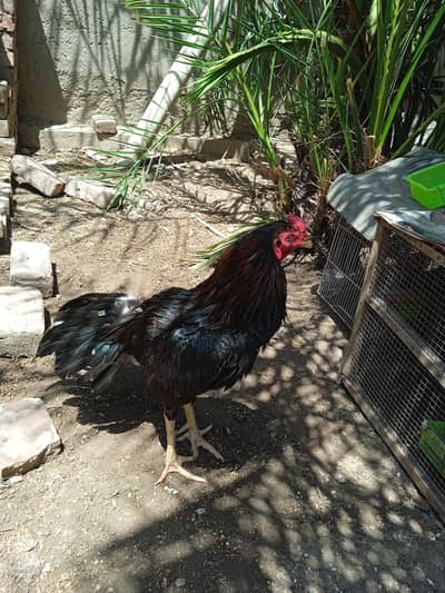 pure black aseel